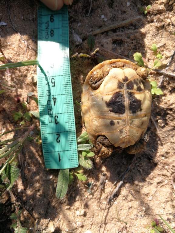 Testudo graeca  photographed by בעז שחם 