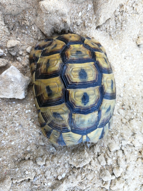 Testudo graeca  photographed by בעז שחם 