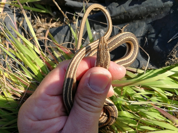 Psammophis schokari  photographed by בעז שחם 