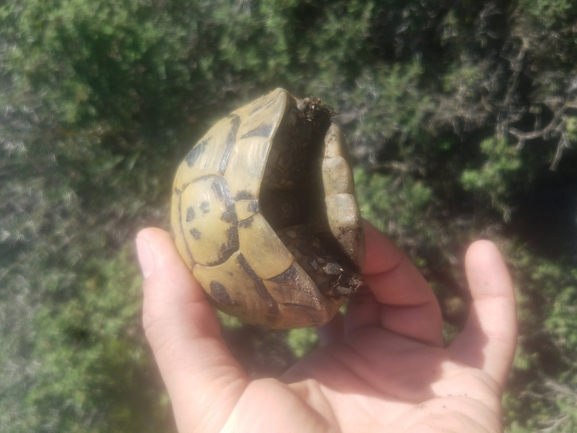 Testudo graeca  photographed by אחר 