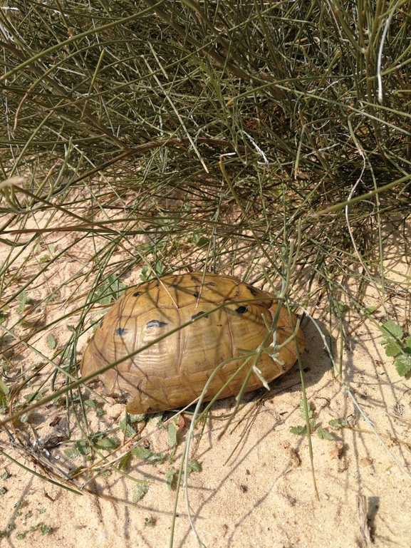 Testudo graeca  photographed by בעז שחם 