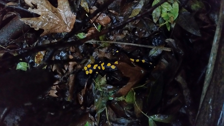 Salamandra infraimmaculata  photographed by צוות תל דן 