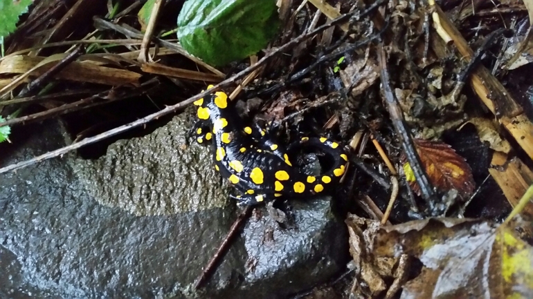 Salamandra infraimmaculata  photographed by צוות תל דן 