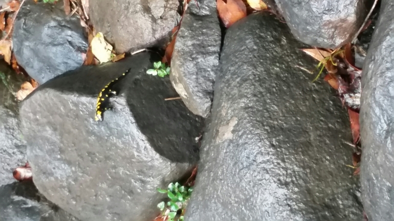 Salamandra infraimmaculata  photographed by צוות תל דן 