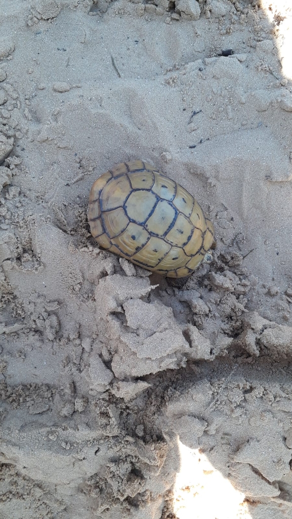 Testudo graeca  photographed by סיון מרדוק 