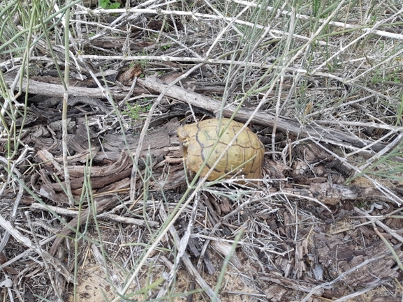 Testudo graeca  photographed by סיון מרדוק 