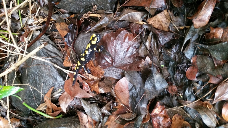 Salamandra infraimmaculata  photographed by צוות תל דן 