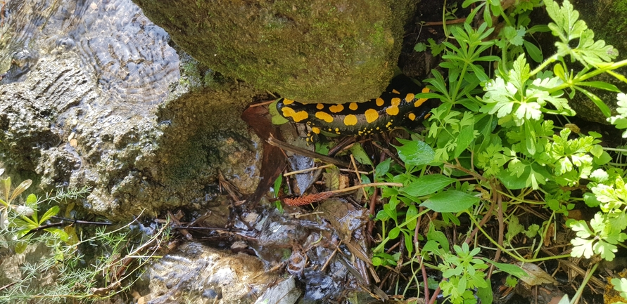 Salamandra infraimmaculata  photographed by צוות מפל הבניאס 