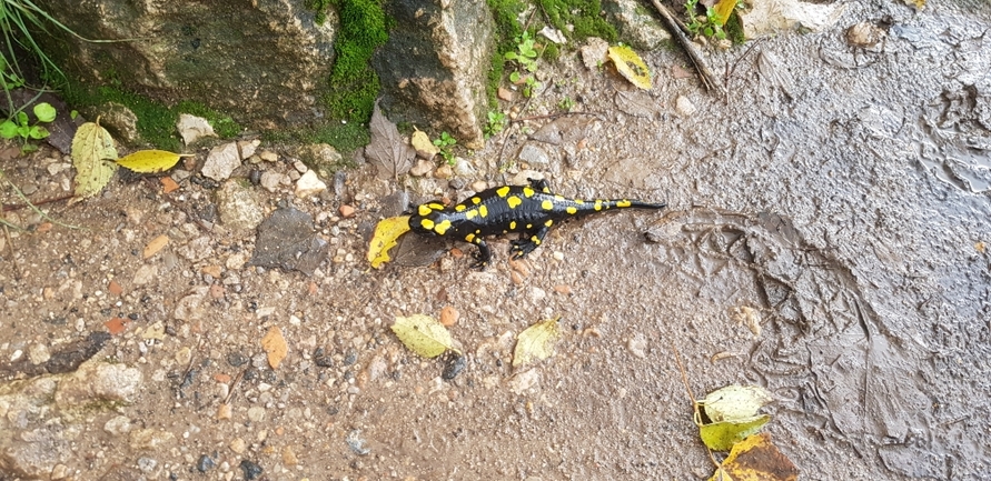 Salamandra infraimmaculata  photographed by צוות מפל הבניאס 