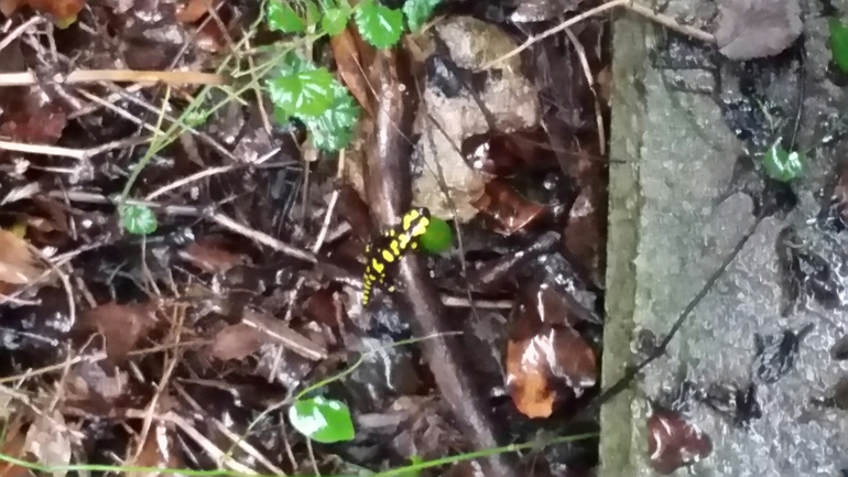 Salamandra infraimmaculata  photographed by צוות תל דן 