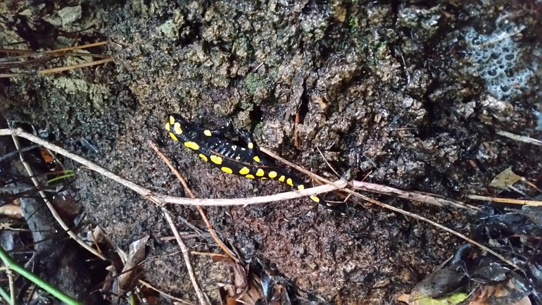 Salamandra infraimmaculata  photographed by צוות תל דן 