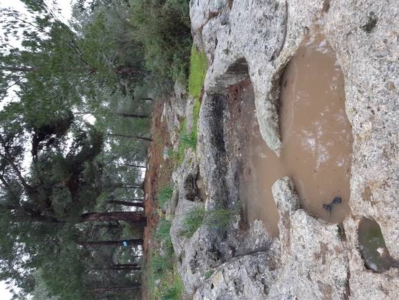 סלמנדרה מצויה  צולם על ידי רועי פדרמן 