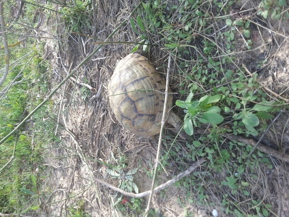 Testudo graeca  photographed by אחר 