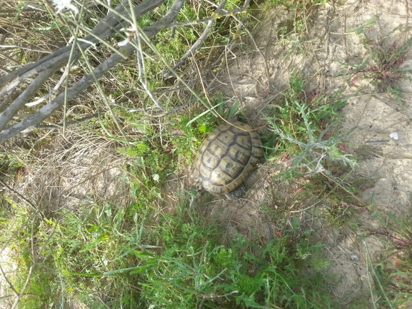 Testudo graeca  photographed by אחר 