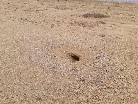 Dabb Lizard  photographed by יובל שגיא 