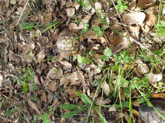 Testudo graeca  photographed by ברק ברכיאל  