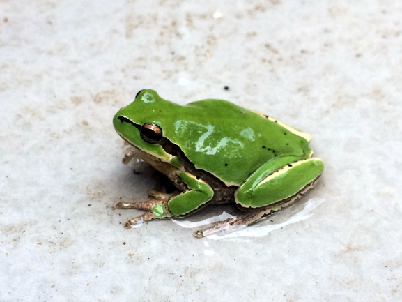 Hyla savignyi (Hyla arborea)  photographed by shakedb@npa.org.il 