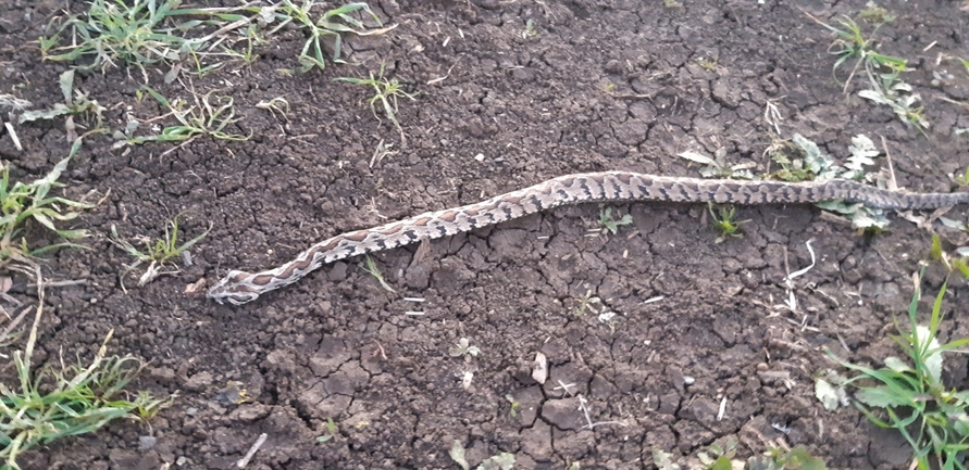 Vipera palaestinae  photographed by יעד אבירם 