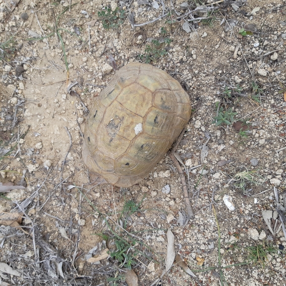 Testudo graeca  photographed by עוואד שלייבי 