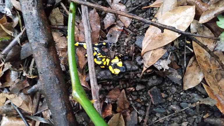 Salamandra infraimmaculata  photographed by צוות תל דן 