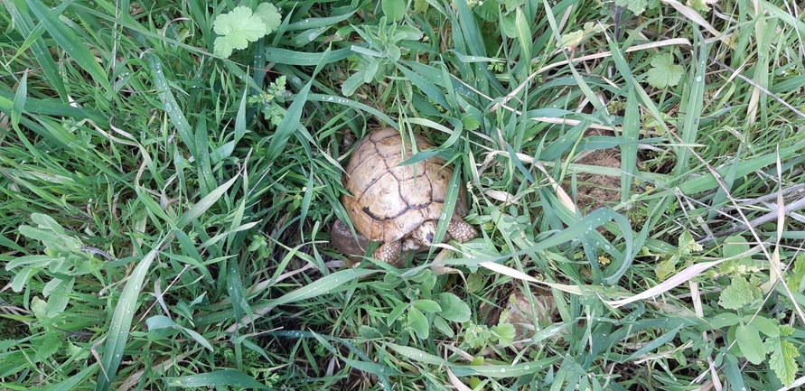 Testudo graeca  photographed by אריאל קדם 