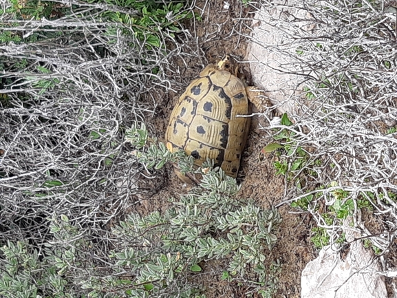 Testudo graeca  photographed by Dotan Rotem 