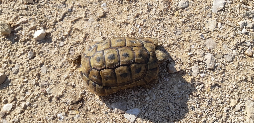 Testudo graeca  photographed by סיון מרדוק 