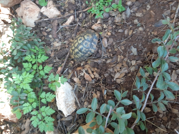 Testudo graeca  photographed by ברק ברכיאל  