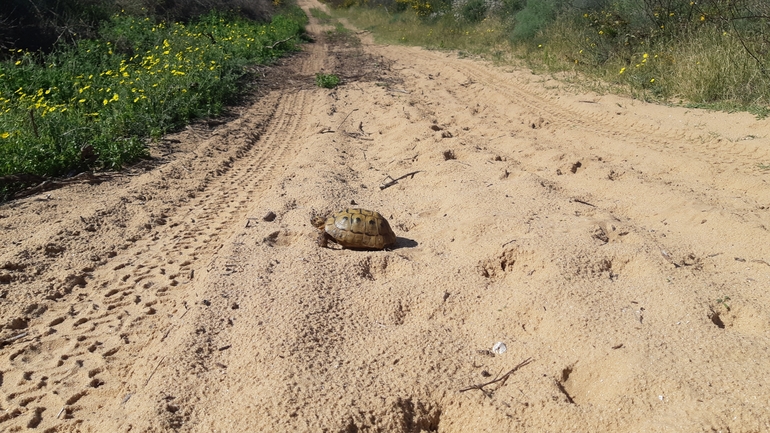 Testudo graeca  photographed by סיון מרדוק 