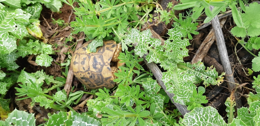 Testudo graeca  photographed by איתי לחמי 