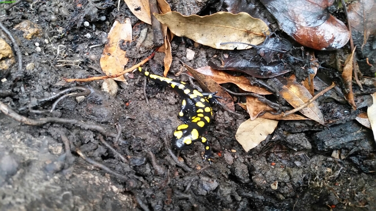 Salamandra infraimmaculata  photographed by צוות תל דן 