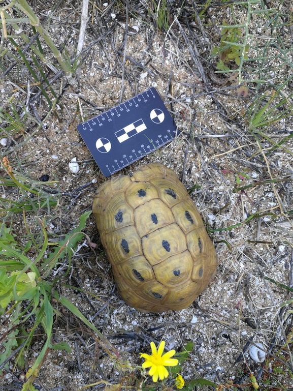 Testudo graeca  photographed by בעז שחם 