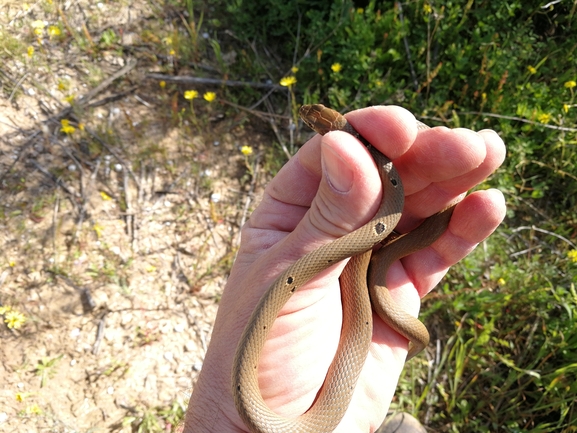 Coluber rubriceps  photographed by בעז שחם 