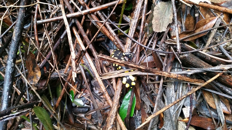 Salamandra infraimmaculata  photographed by צוות תל דן 