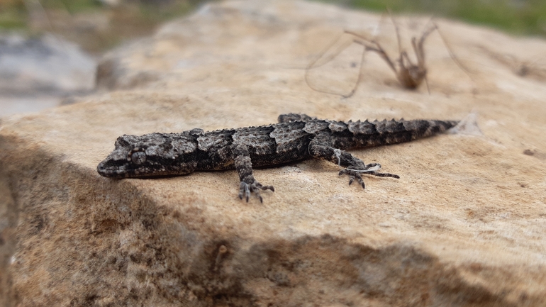 Cyrtodactylus kotschyi orientalis  photographed by אוהד מאס 