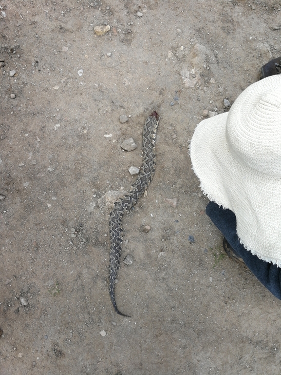 Vipera palaestinae  photographed by בעז שחם 