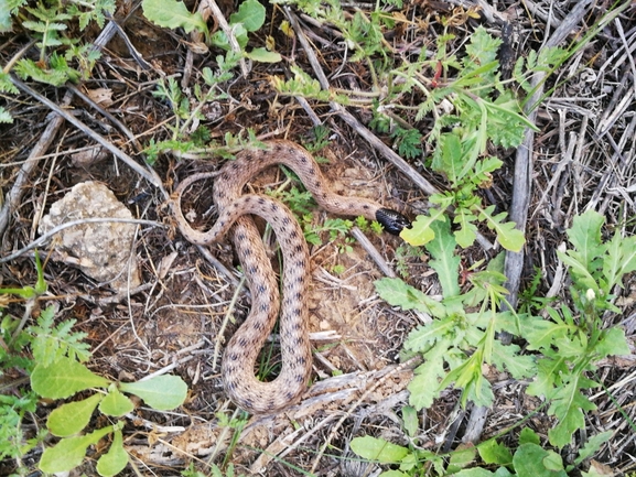 Macroprotodon cucullatus cucullatus  photographed by בעז שחם 