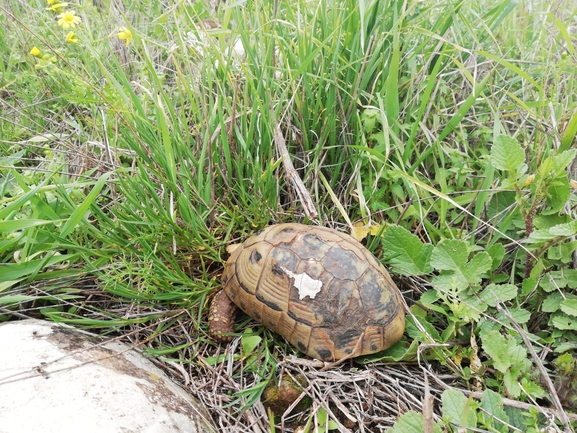 Testudo graeca  photographed by ענבר חשמונאי 