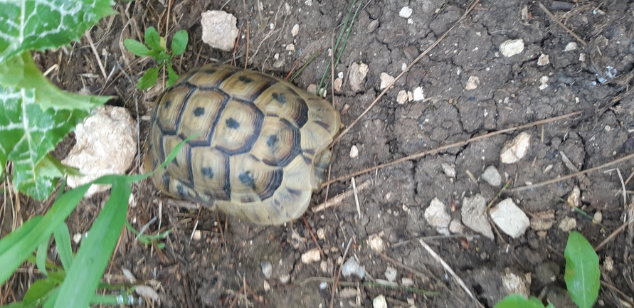 Testudo graeca  photographed by יניב צייגר 