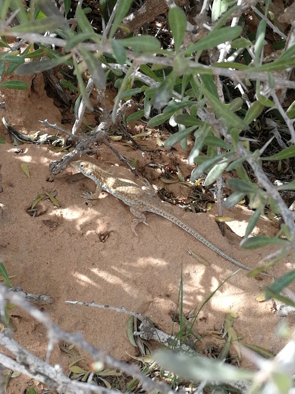 Acanthodactylus scutellatus  photographed by בעז שחם 