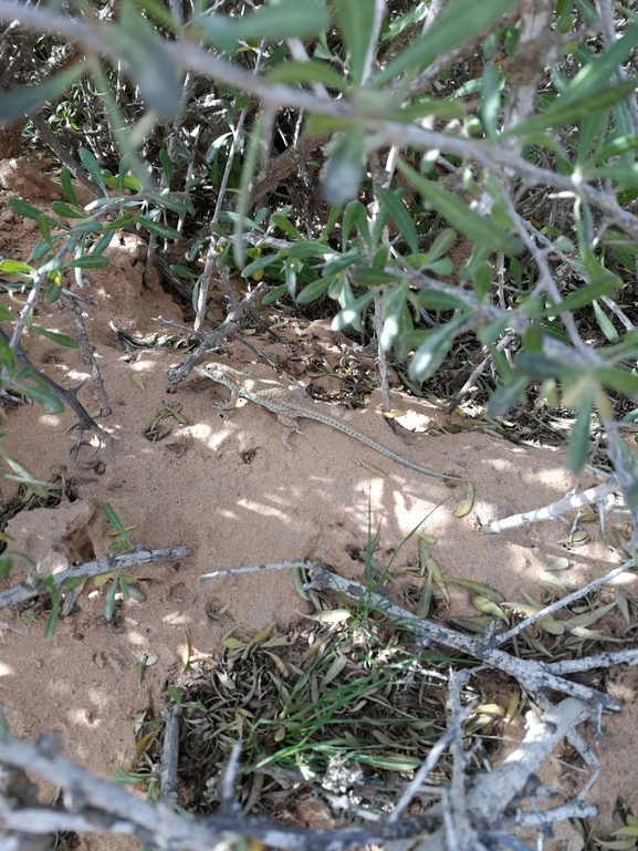 Acanthodactylus scutellatus  photographed by בעז שחם 