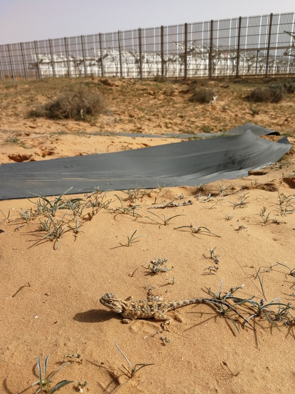 Agama pallida pallida  photographed by בעז שחם 