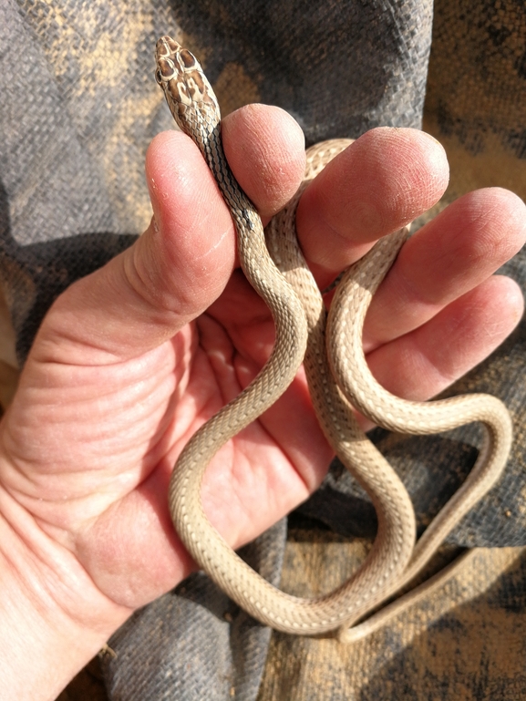 Psammophis schokari  photographed by בעז שחם 