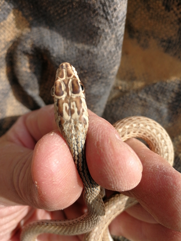 Psammophis schokari  photographed by בעז שחם 