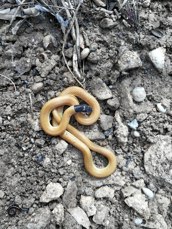 Rhynchocalamus melanocephalus  photographed by בעז שחם 