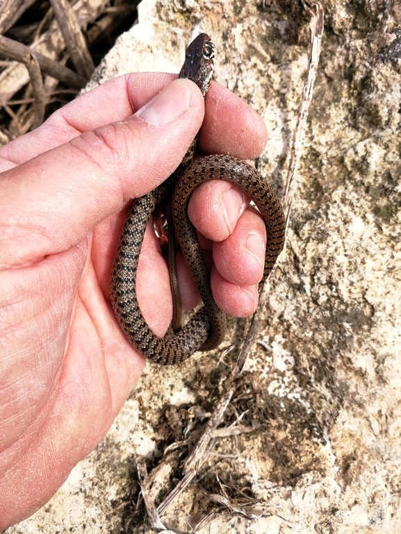 Dolichophis jugularis  photographed by בעז שחם 