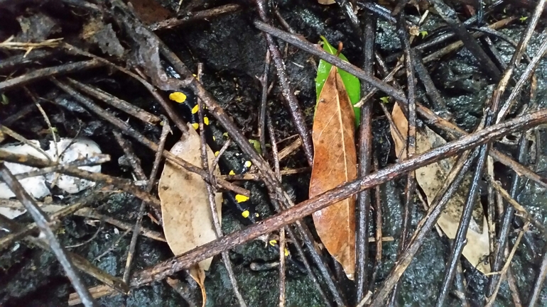 Salamandra infraimmaculata  photographed by צוות תל דן 