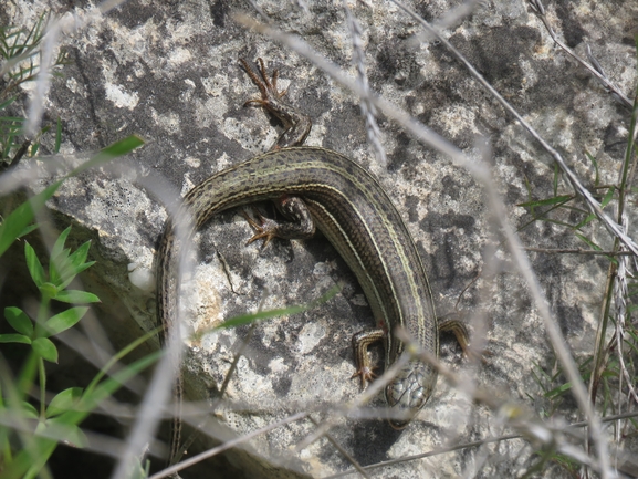 Mabuya vittata  photographed by עמית מנדלסון 