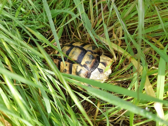 Testudo graeca  photographed by צליל לבין 