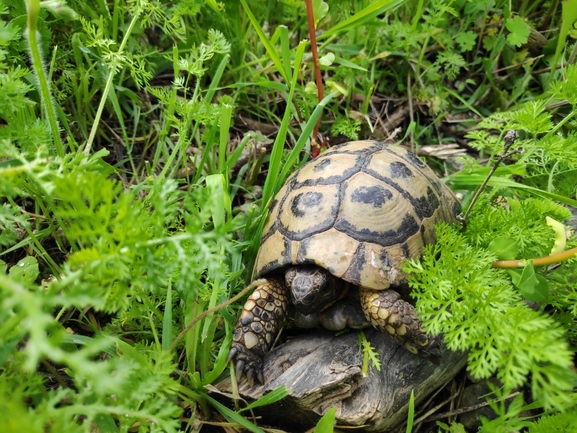 Testudo graeca  photographed by רן פרץ 